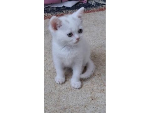 British shorthair bebekler