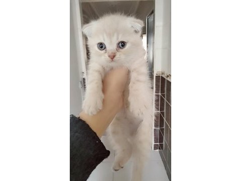 Uygun fiyata verilecek iran kedisi