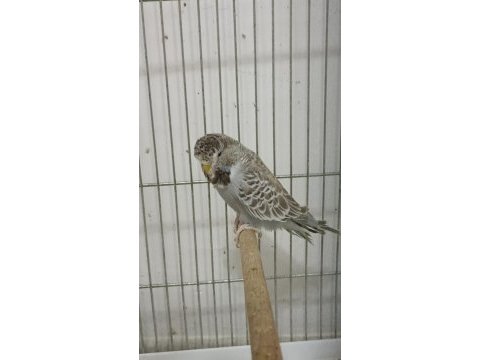 3 aylık şov jumbo muhabbet kuşlar