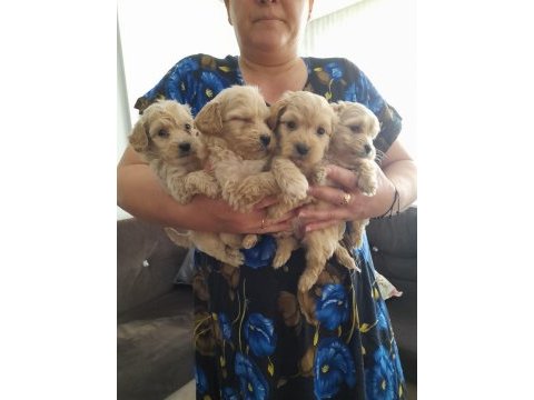 Maltipoo 0 numara köpekler