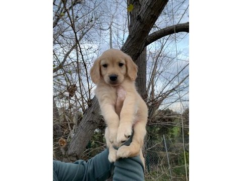 Dünya tatlısı golden retriever yavrularım
