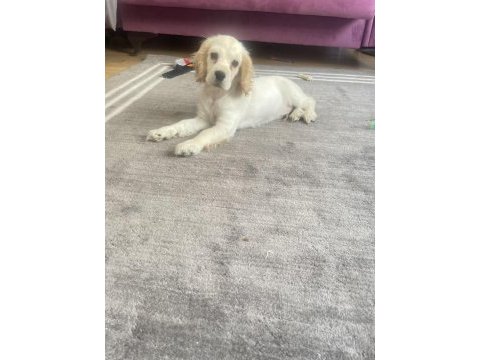 Acil satılık american cocker