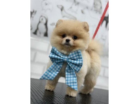 Teddy bear pomeranian boo efsane