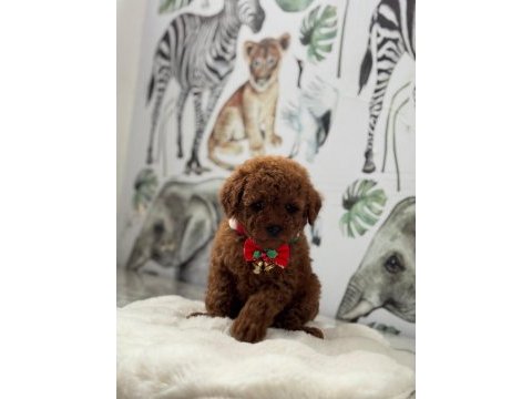 Kore kan poodle bebekler
