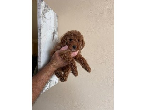 Toy poodle yavrularımız 2 aylık