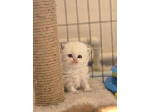 British longhair ıce