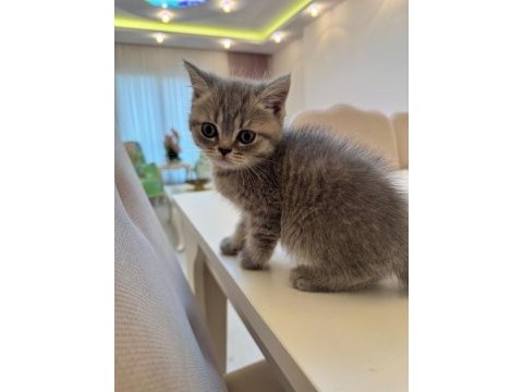 British shorthair kedimiz