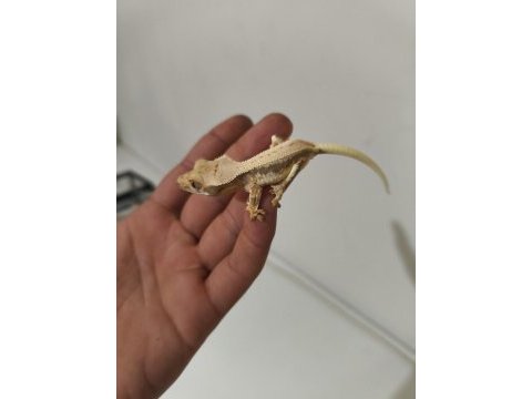 Crested gecko türleri
