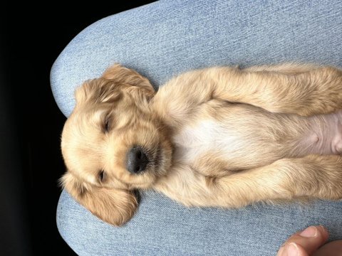Oyuncu erkek yavrumuz cavalier king charles