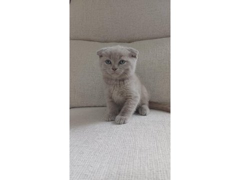 1 ocak doğumlu scottish fold yavrularımız