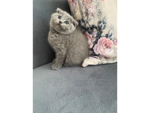 Scottish fold bebekler