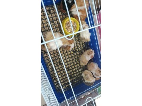 Yavru ve yetişkin guinea pig