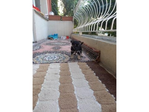 Orjinal pinscher minyatür 0 numara dişi