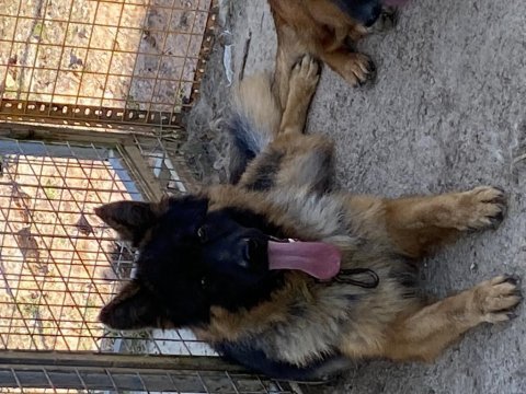 Orjinal siyah maske alman çoban köpeği yavrular