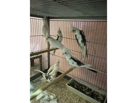 Albino ve wifi pied sultan papağanı