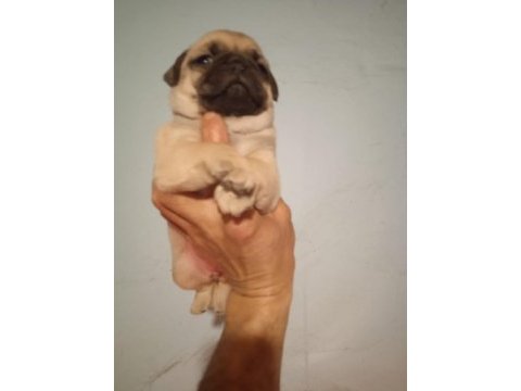 Pug mops yavrularımız