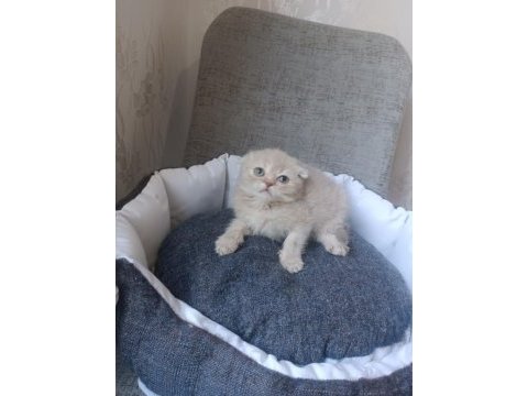 Kar beyaz ve lilac scottish fold yavrular