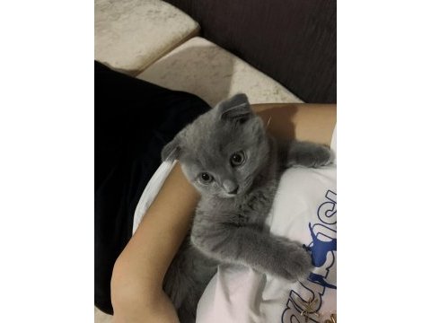 Scottish fold gri 3 aylık