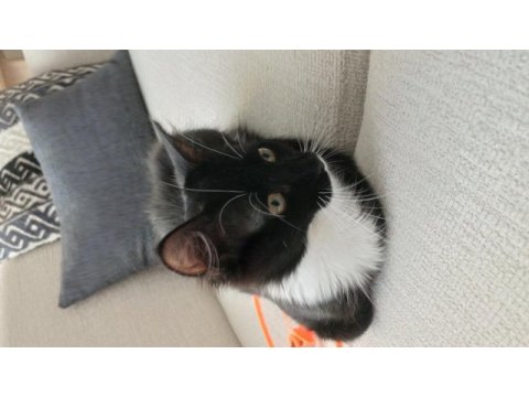 Sevimli oyuncu kızımız için ömürlük yuva aranıyor