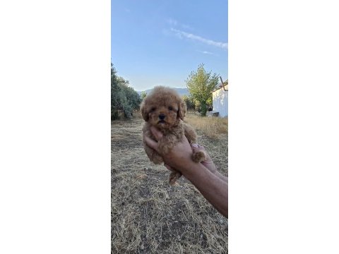 Toy poodle yavrularımız