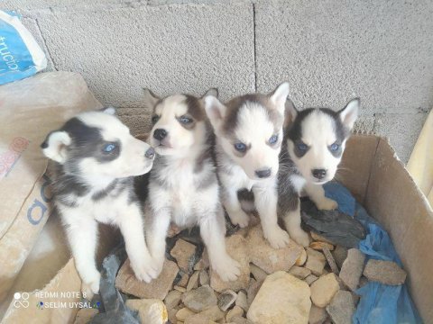 5 adet husky yavru verilecektir 4 erkek ve 1 tane dişi