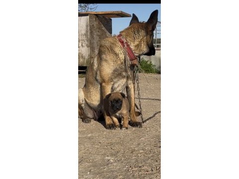 Erkek belçika malinois yavrumuz