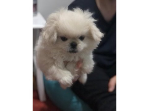 Sıfır burun orijinal pekinez köpeği