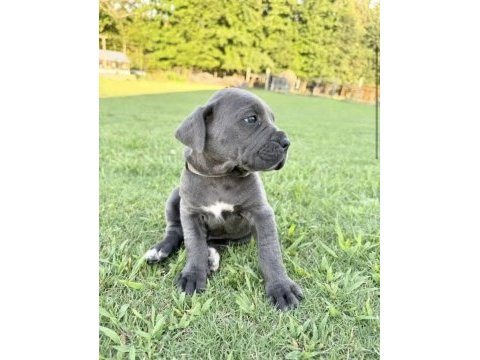 Cane corso bebekler