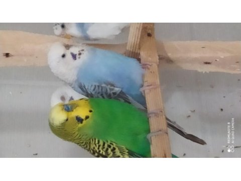 Muhabbet kuşu eşe hazır
