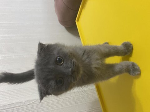 Scottish fold pati yavrumuz yeni yuvasını arıyor