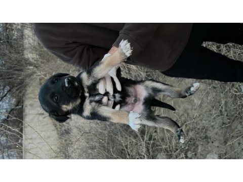Yavru köpeğimizi ücretsiz sahiplendirme