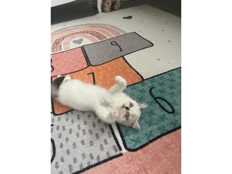 British shorthair 2 aylık