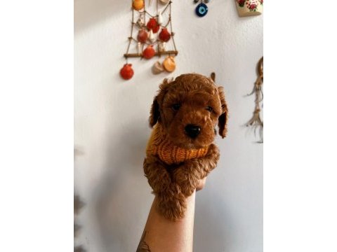 Çok sevimli çok akıllı poodle bebeğim