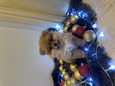 Orijinal pomeranian boo bebeğimiz