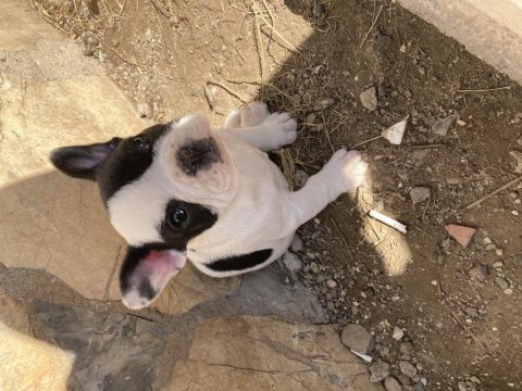 French bulldog yavrumuza yuva