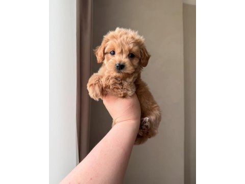 Ev ortamında büyüyen maltipoo yavrular