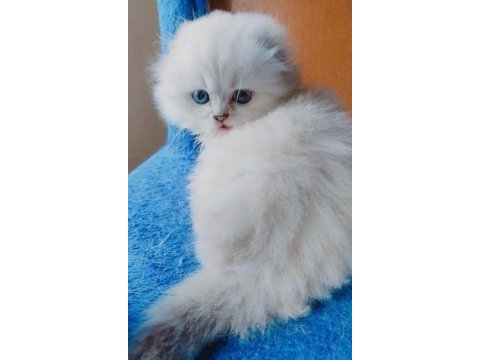 British longhair kedimiz