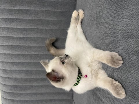 3 aylık dişi blue point british shorthair aşıları yapıldı