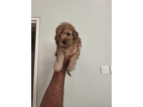 Toy poodle bebekler