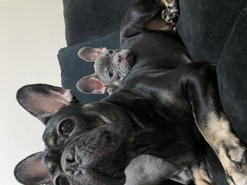 Dişi lilac tan french bulldog