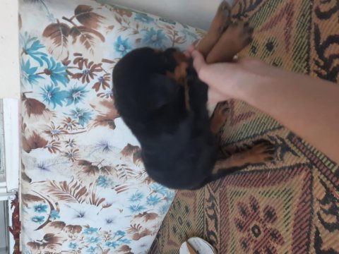 Yavru rottweiler