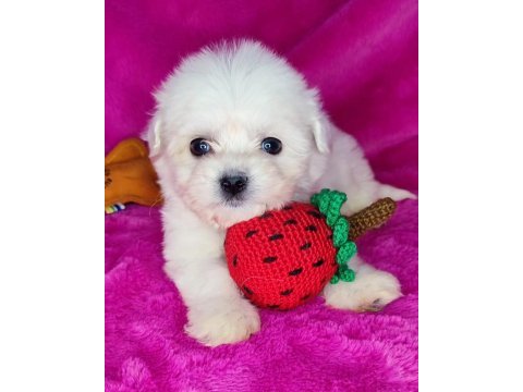 0 numara maltese yavrular