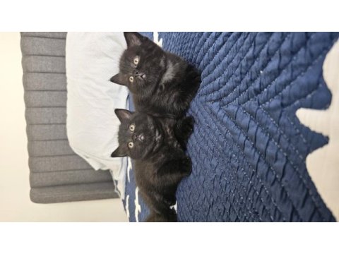 Sevimli british shorthair yavrular