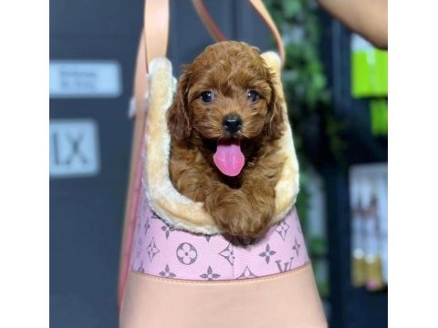 Maltipoo yavru köpeğimiz