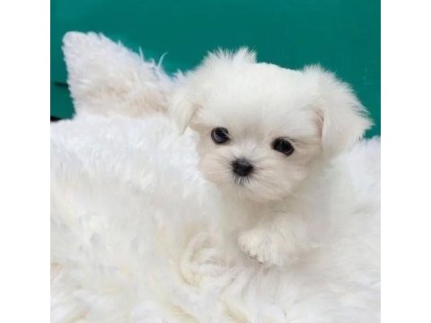 En guzel morkie bebekler