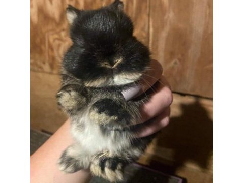 Safkan cüce tavşan az bulunan renk black otter
