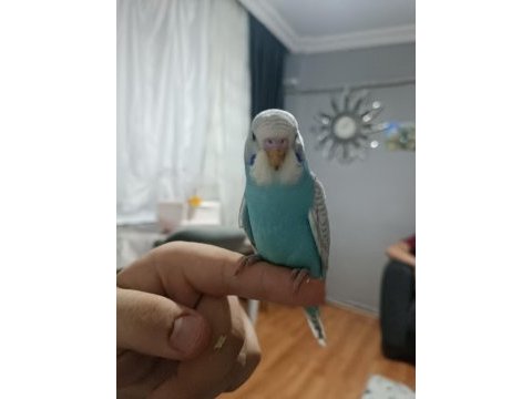 2 aylık erkek yavru muhabbet kuşu