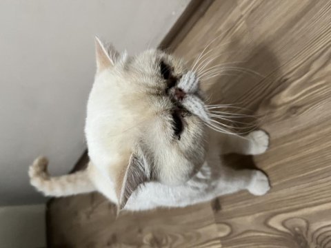 Exotic shorthair 4 yaşında