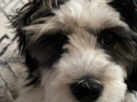 3 aylık erkek morkie terrier