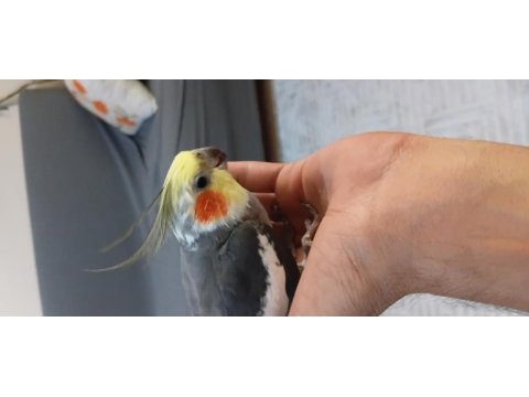 7 aylık jumbo boy sultan papağanı